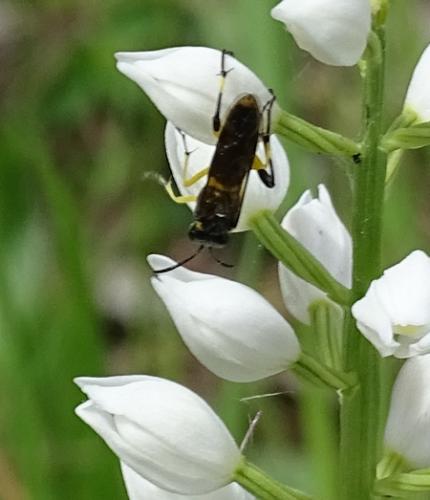 Macrophya montana